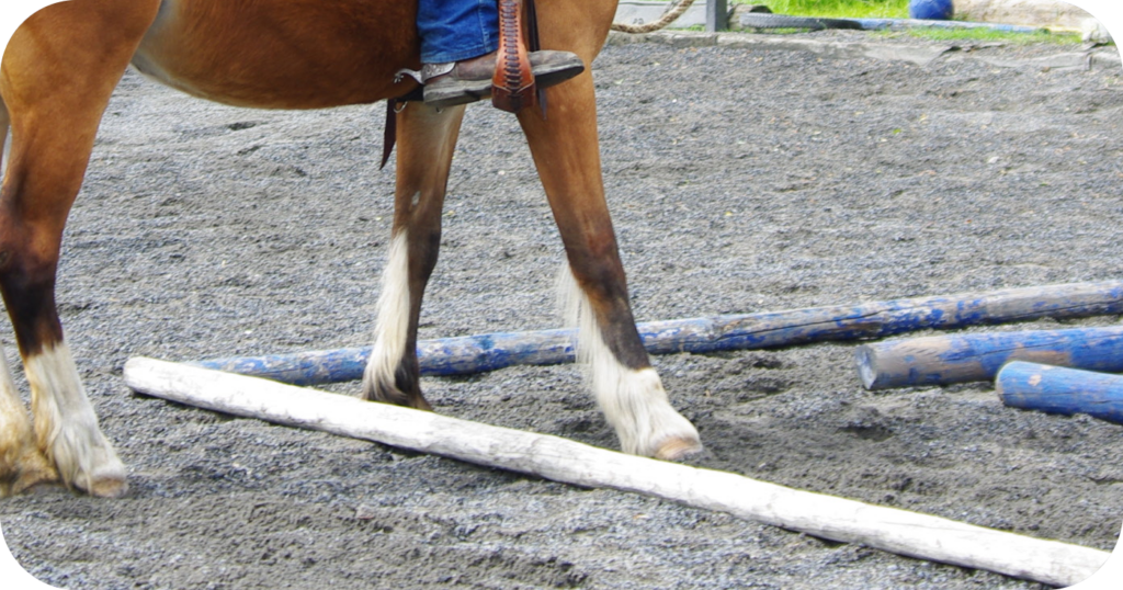 Trail-Kurs Basis 1 (reitweisenoffen) Teil 1